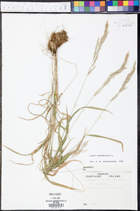 Cinna arundinacea image