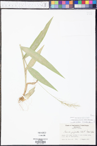 Dichanthelium polyanthes image