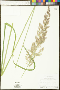 Calamagrostis x acutifolia image
