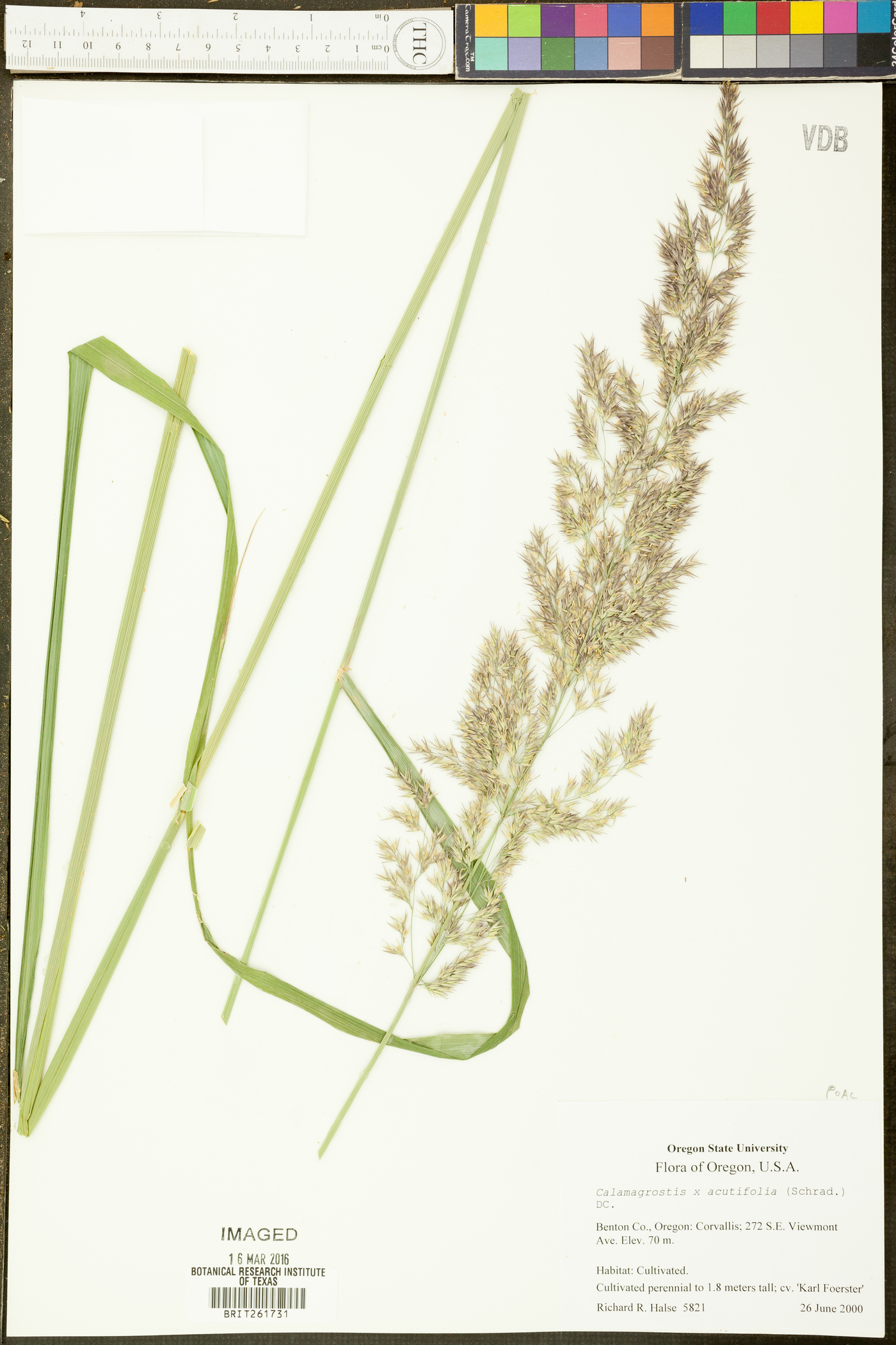 Calamagrostis x acutifolia image