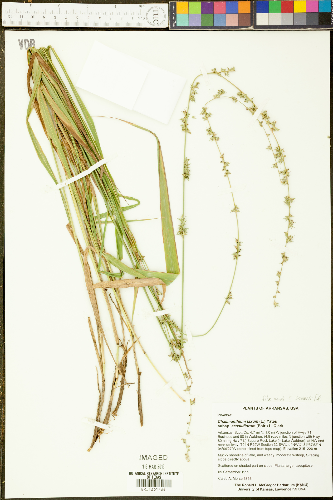 Chasmanthium laxum subsp. sessiliflorum image