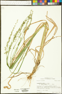 Chasmanthium laxum var. sessiliflorum image