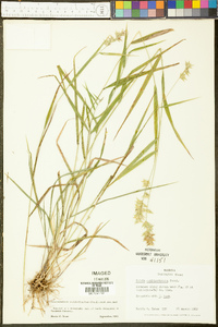 Chasmanthium ornithorhynchum image