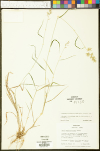 Chasmanthium ornithorhynchum image