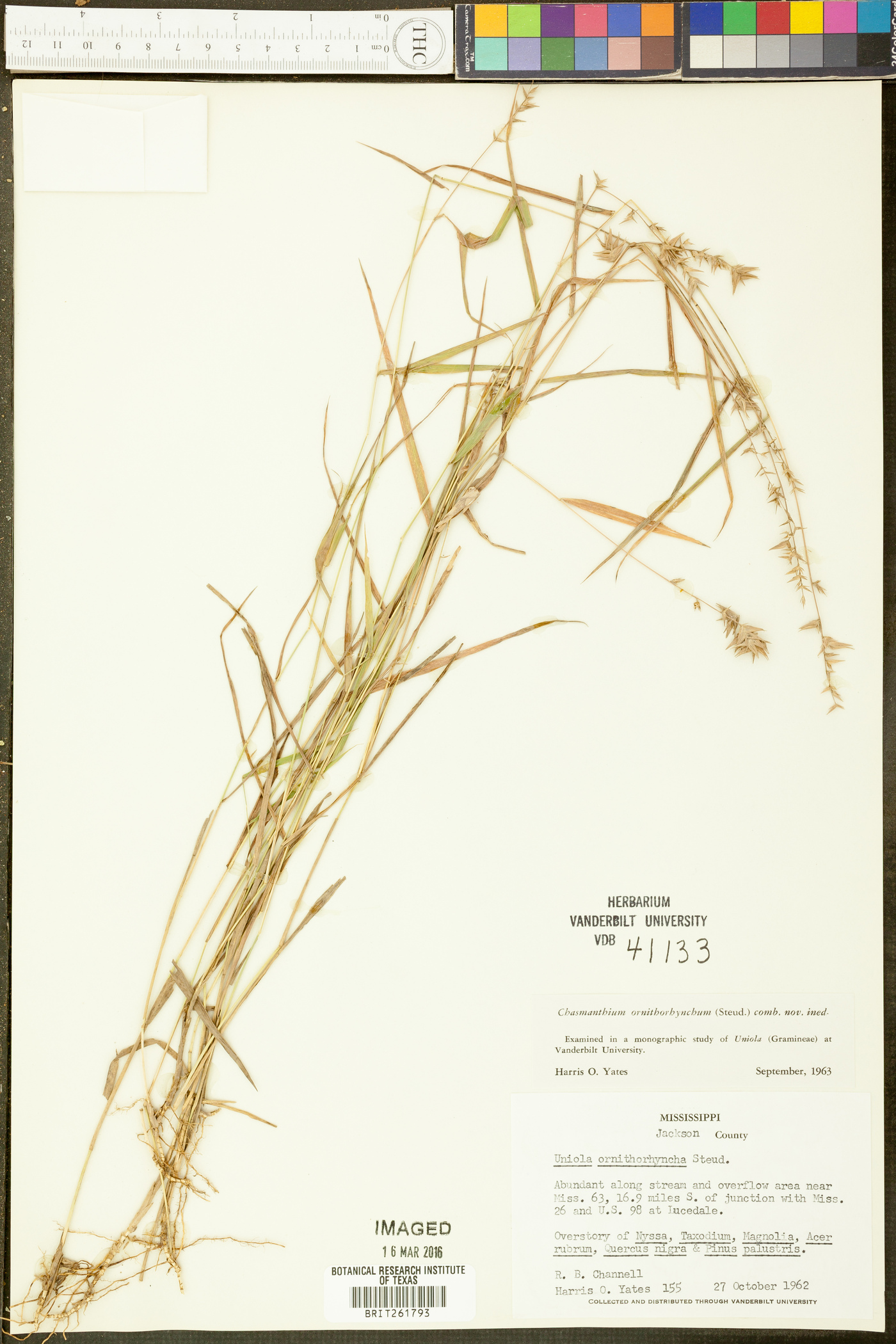 Chasmanthium ornithorhynchum image
