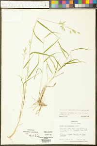 Chasmanthium ornithorhynchum image