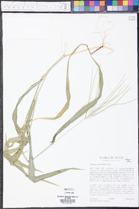 Digitaria ciliaris image