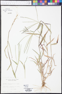 Digitaria ciliaris image