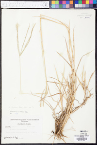 Digitaria bicornis image