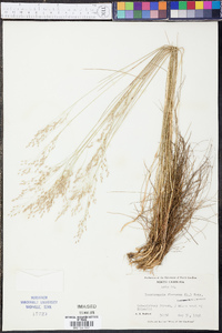 Deschampsia flexuosa image