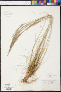 Deschampsia flexuosa image