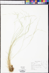 Deschampsia elongata image