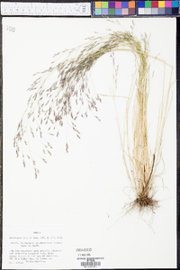 Deschampsia danthonioides image