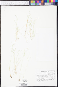 Deschampsia danthonioides image