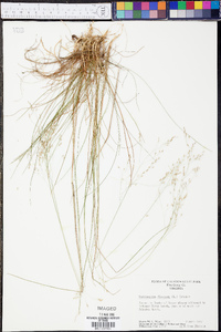 Deschampsia flexuosa image