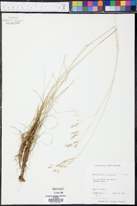 Deschampsia flexuosa image