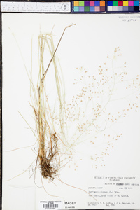 Deschampsia flexuosa image