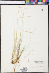 Deschampsia flexuosa image