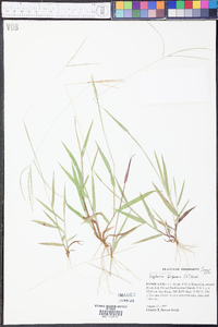 Digitaria filiformis image