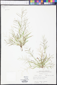 Leptochloa panicea image