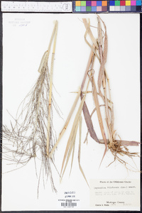 Leptochloa panicea subsp. brachiata image