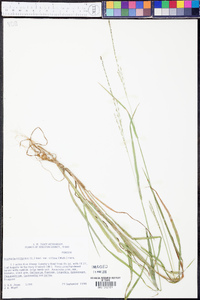 Digitaria filiformis image