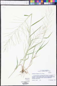 Leptochloa panicea subsp. brachiata image