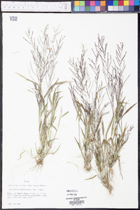 Leptochloa panicea image