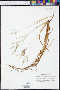 Digitaria ischaemum image