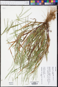 Digitaria ischaemum image