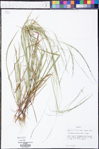 Digitaria villosa image