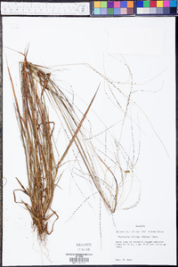 Digitaria villosa image