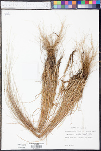 Digitaria villosa image