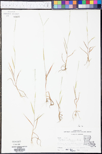 Digitaria violascens image