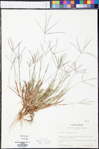 Digitaria violascens image