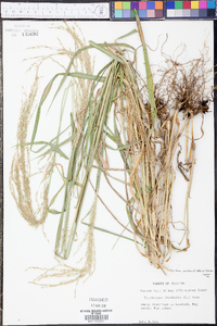 Digitaria insularis image