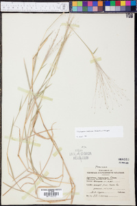 Digitaria cognata image