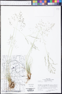 Eragrostis intermedia image