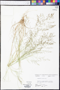 Eragrostis lugens image