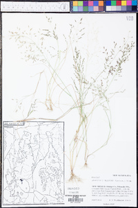 Eragrostis mexicana image