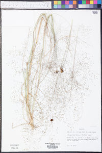 Eragrostis hirsuta image