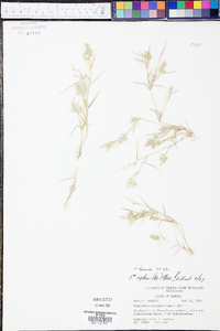 Eragrostis hypnoides image