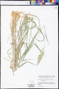 Echinochloa muricata var. muricata image