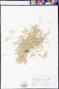 Eragrostis hypnoides image