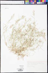 Eragrostis hypnoides image