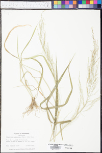 Eragrostis japonica image