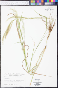 Eragrostis japonica image