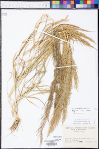 Eragrostis japonica image