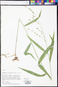 Chasmanthium latifolium image