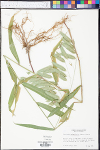 Chasmanthium latifolium image